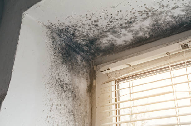 Affordable Commercial Mold Remediation solutions in Elberon, VA